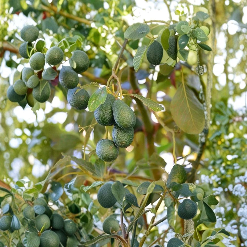 Avocado Tree – Persea americana Live Plant | 10 Inches Tall | Ships in Pot Tropical Fruit Starter | Patio Friendly | Ready to Grow