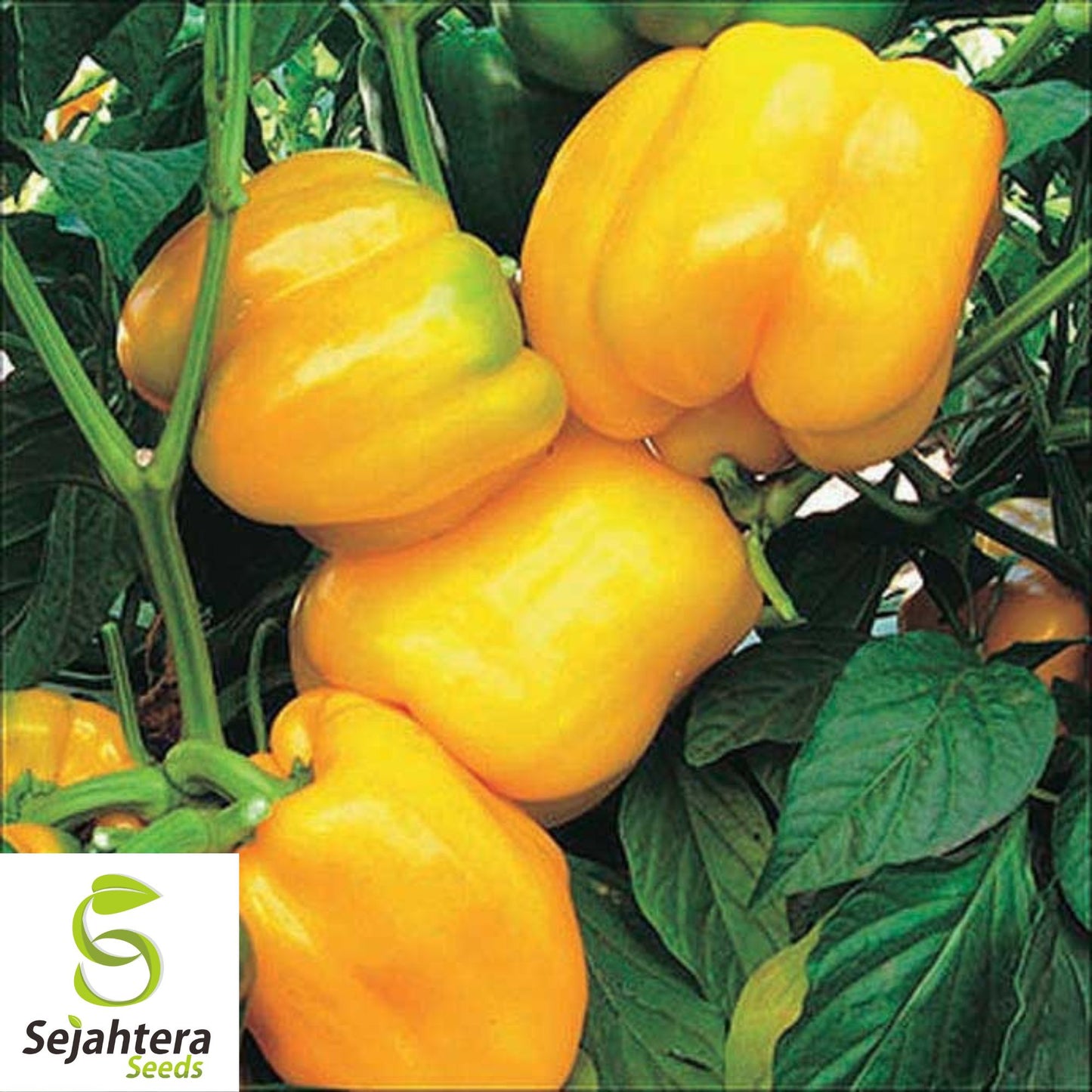 25+ Sunbright Yellow Bell Pepper Seeds - Heirloom, Non-GMO Sweet Variety
