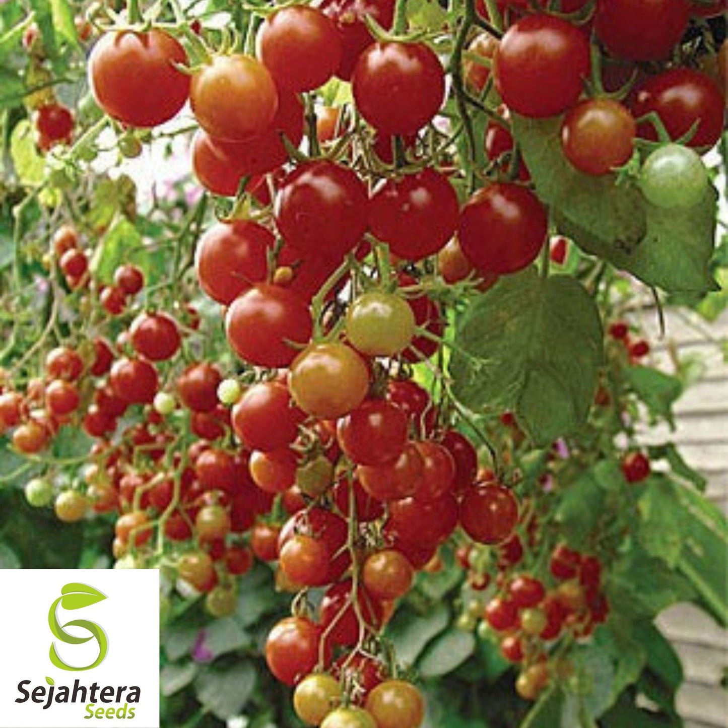 30 Isis Candy Cherry Tomato Seeds - Non-GMO, Sweet & Colorful Heirloom Variety