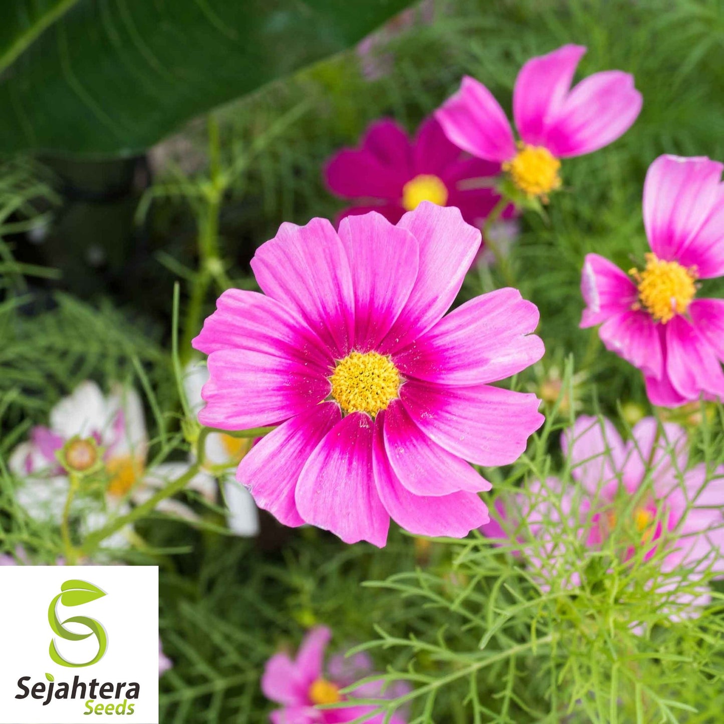 100 Cosmos Radiance Flower Seeds - Cosmos Bipinnatus, Vibrant Cut Flowers