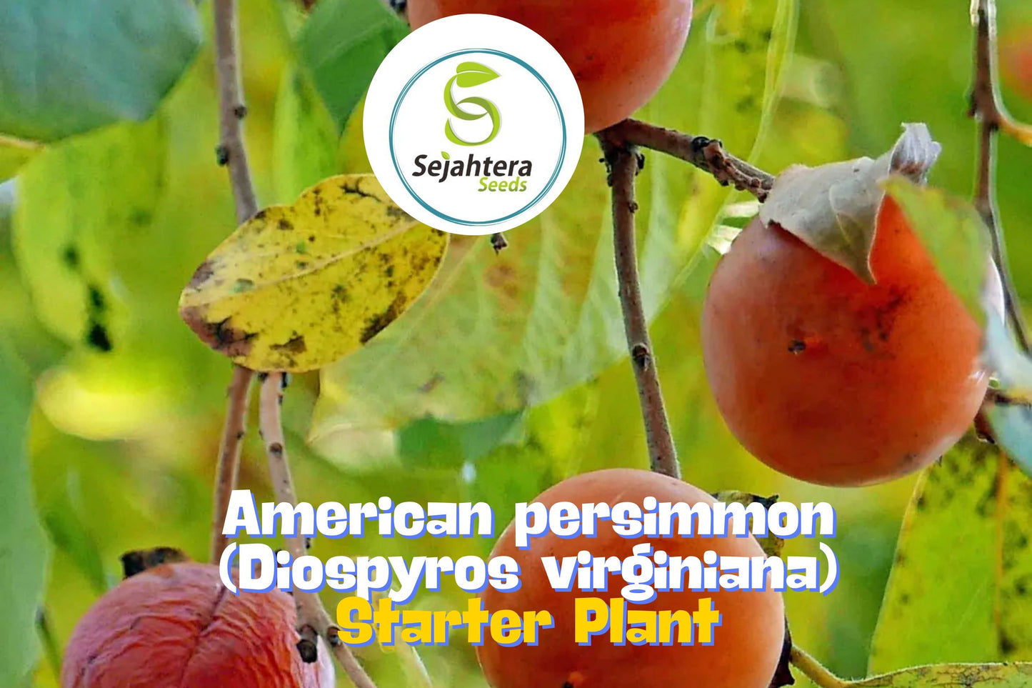 3 American Native Persimmon Trees | Diospyros Virginiana Seedlings