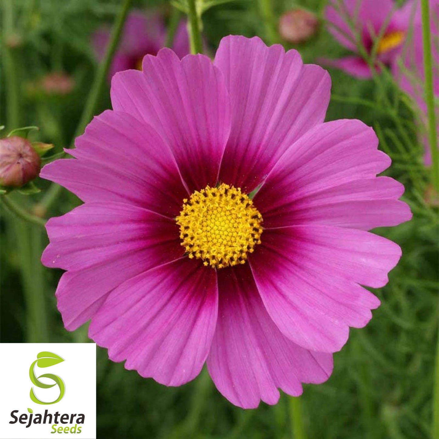 100 Cosmos Radiance Flower Seeds - Cosmos Bipinnatus, Vibrant Cut Flowers
