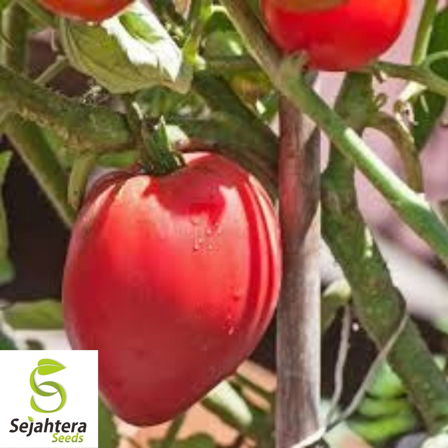Anna Russian Tomato Seeds - 120+ Heirloom, Organic, Non-GMO & Rare