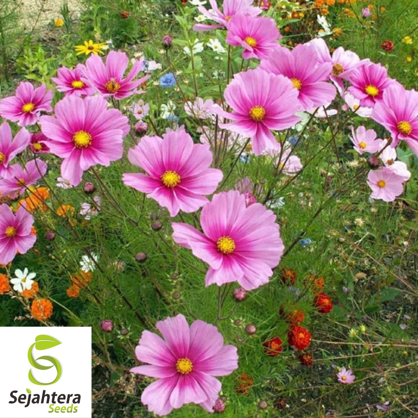 100 Cosmos Radiance Flower Seeds - Cosmos Bipinnatus, Vibrant Cut Flowers