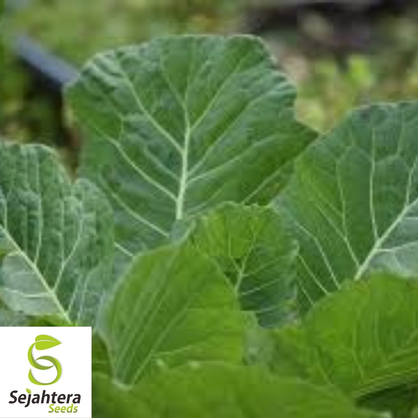 Collard Vates Seeds 500+ | Heirloom Greens Vegetable NON-GMO USA