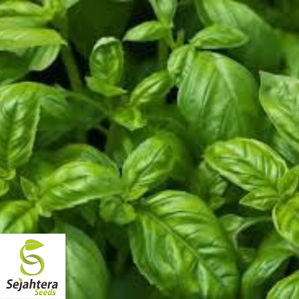 Lemon Basil Seeds - 1000+ Organic Heirloom Herb - Non-GMO - Citrusy & Fragrant