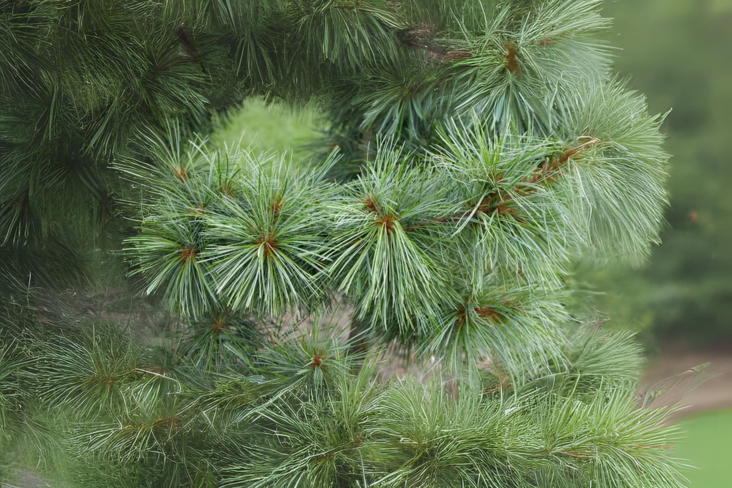 Chinese Pinenut Korean Pine (Pinus koraiensis)