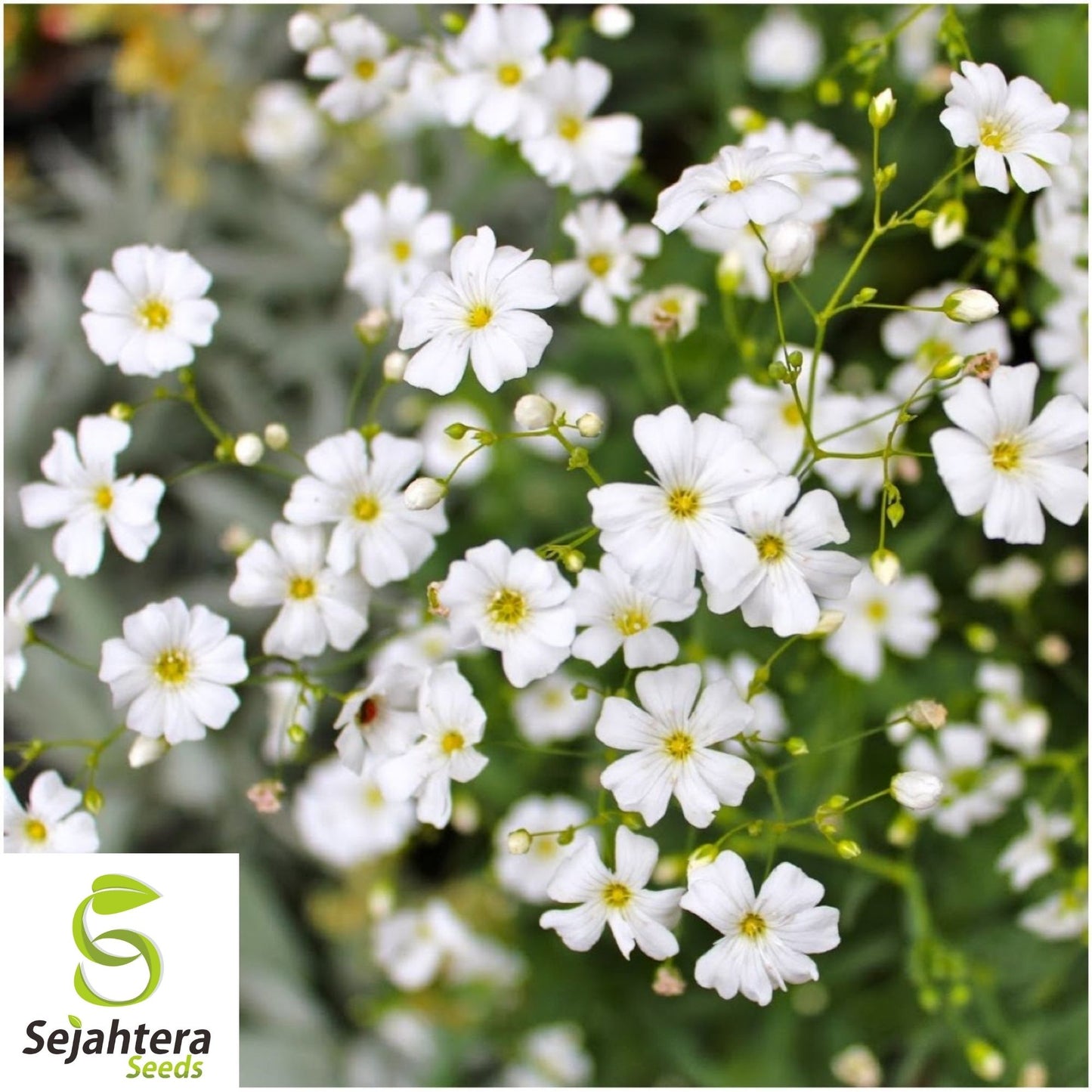 Baby's Breath Gypsophila Seeds 1000+ | White Flowers NON-GMO USA