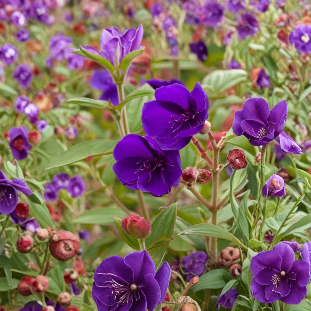 Princess Flower – Tibouchina urvilleana Live Plant | 1 Foot Tall | Includes 4 Inch Nursery Pot Deep Purple Blooms | Tropical Evergreen Shrub | Exotic Garden Accent