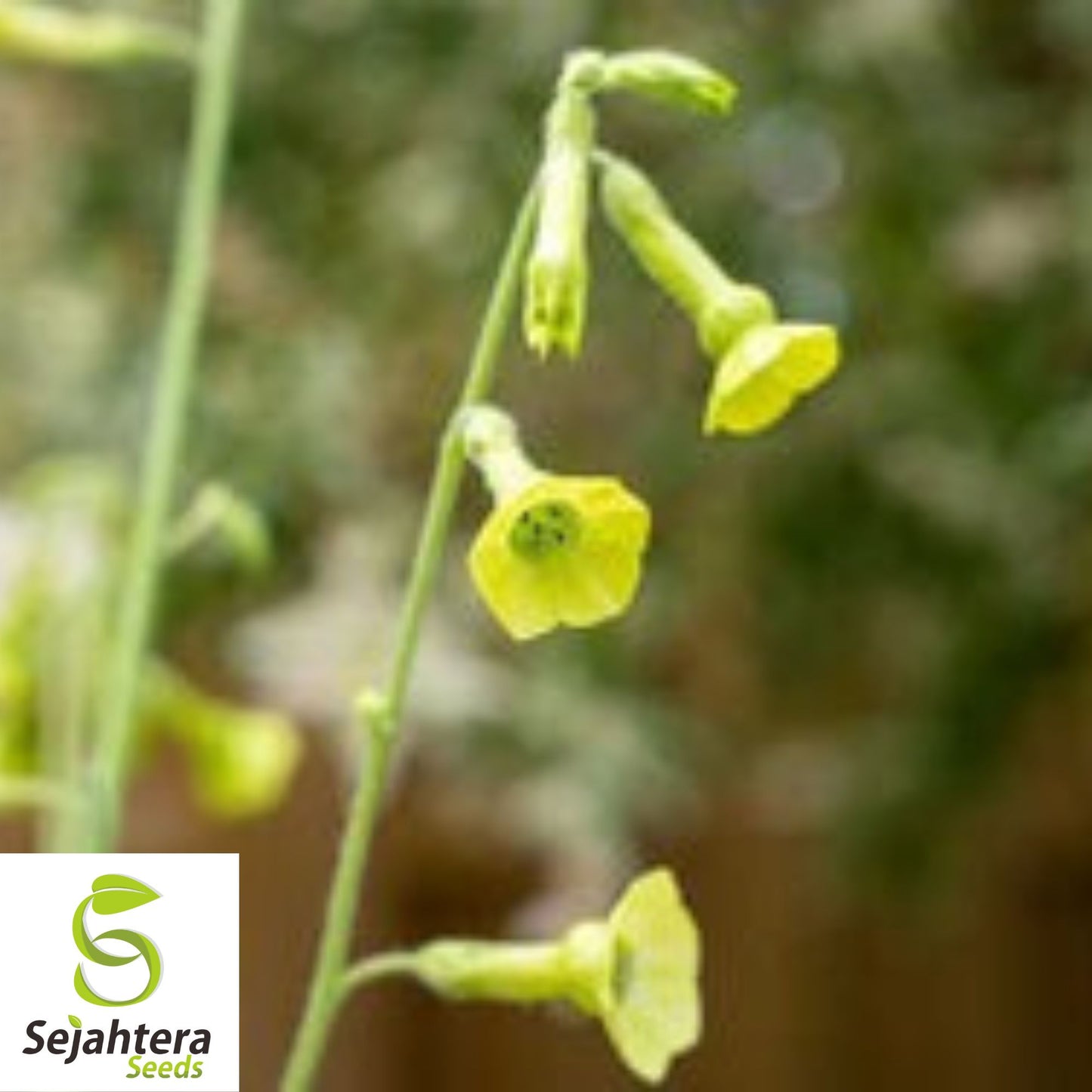 Organic Lemon Tree Tobacco Seeds {Nicotiana L.} 100+ Seeds