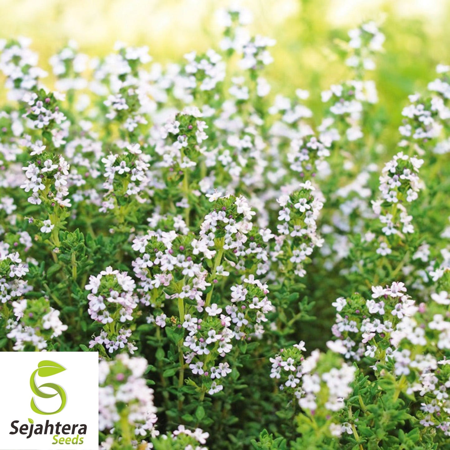 Common Thyme Herb Seeds {Thymus vulgaris} Fragrant 300+ Seeds