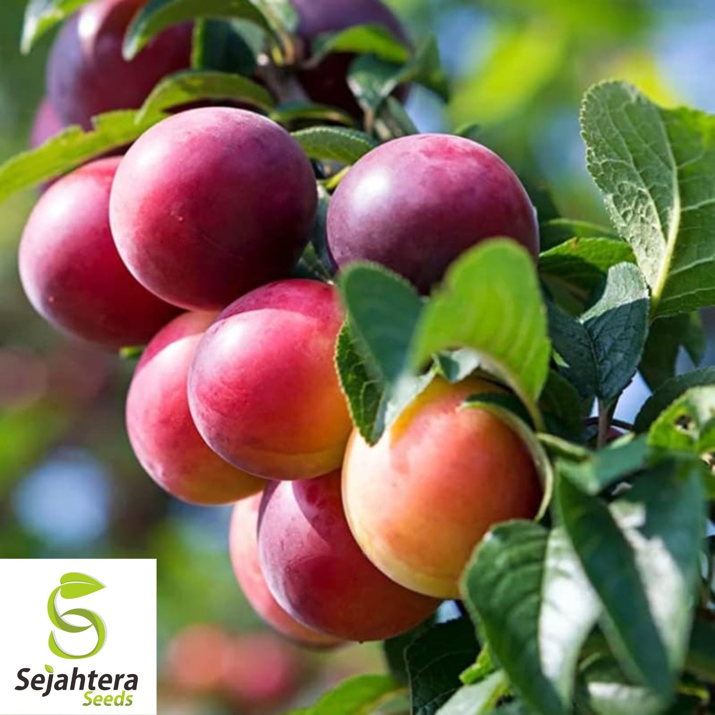 5+ Cherry Plum Tree Seeds - Prunus Americana, Organic, Hardy Fruit, Non-GMO