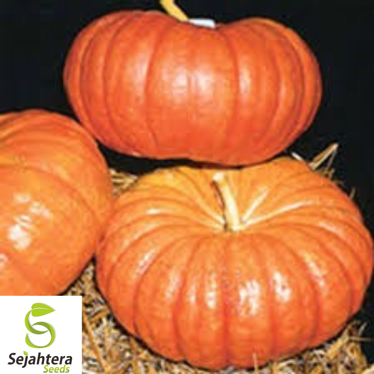 15+ Cinderella Pumpkin Seeds - Heirloom, Organic, Non-GMO, Large & Sweet Variety