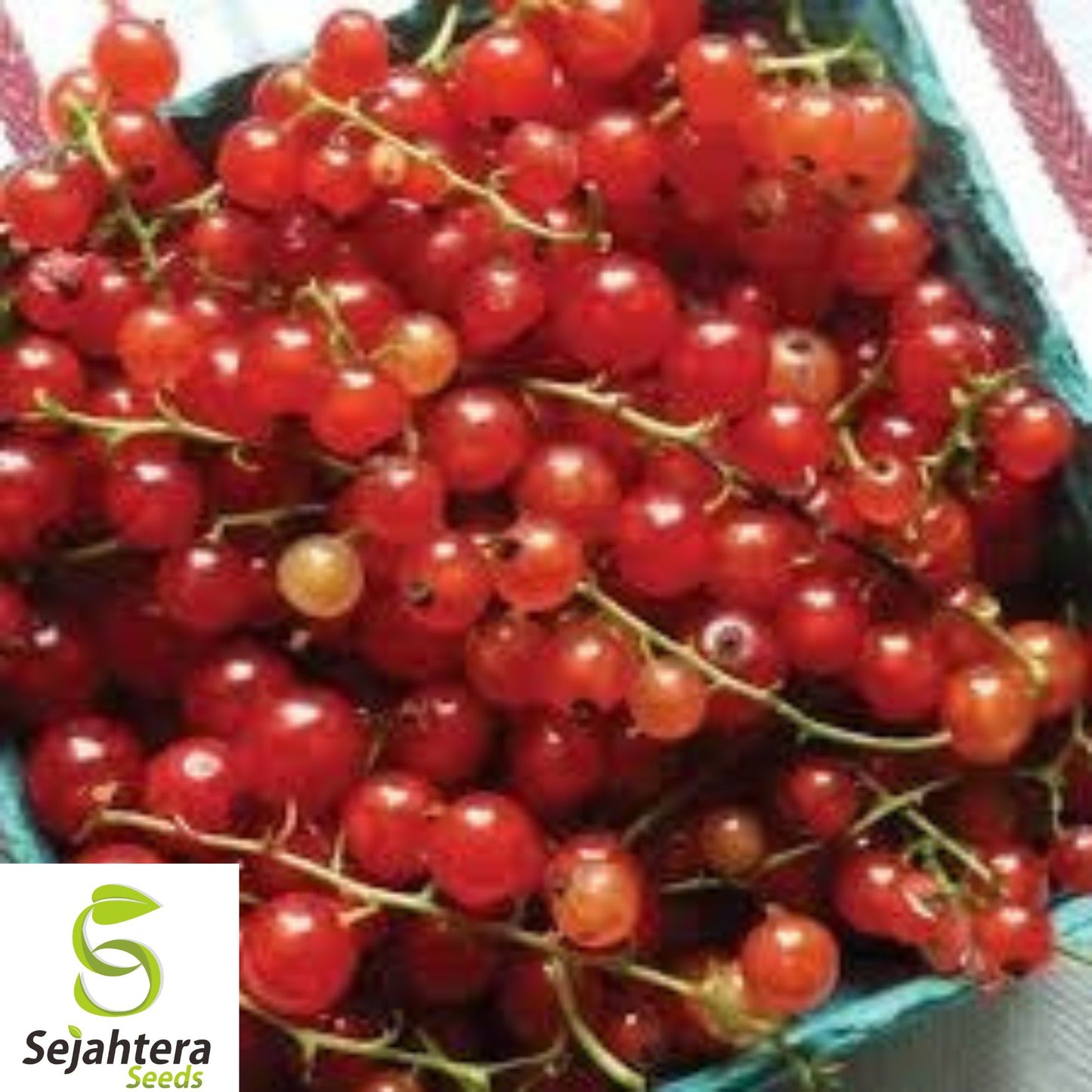 30+ Red Currant Tomato Seeds - Heirloom, Organic, Non-GMO, Sweet & Juicy Tomatoes