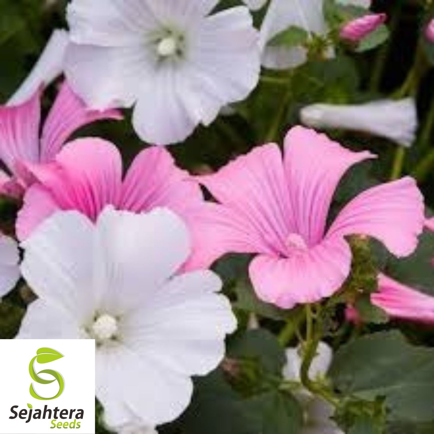 Tree Mallow Shrub Seeds {Lavatera thuringiaca} 20+ Showy Flowers
