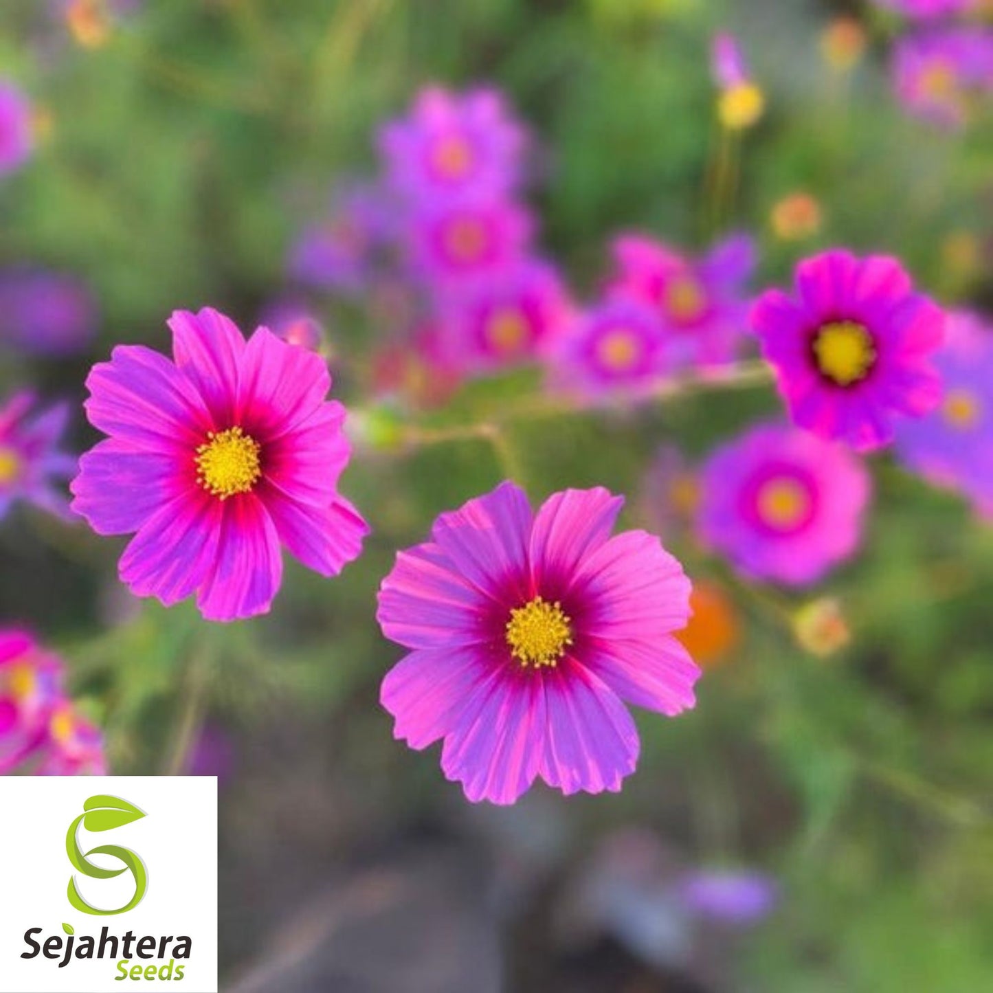 100 Cosmos Radiance Flower Seeds - Cosmos Bipinnatus, Vibrant Cut Flowers