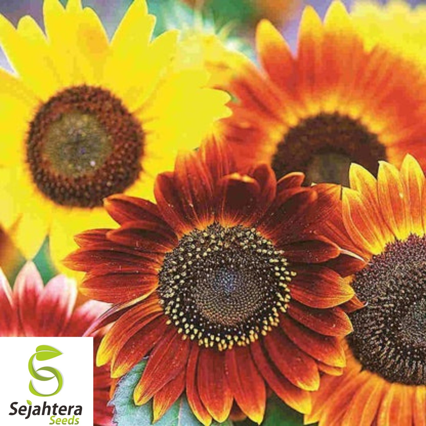 50+ Autumn Beauty Sunflower Seeds - Non-GMO, Organic, Vibrant & Pollinator-Friendly
