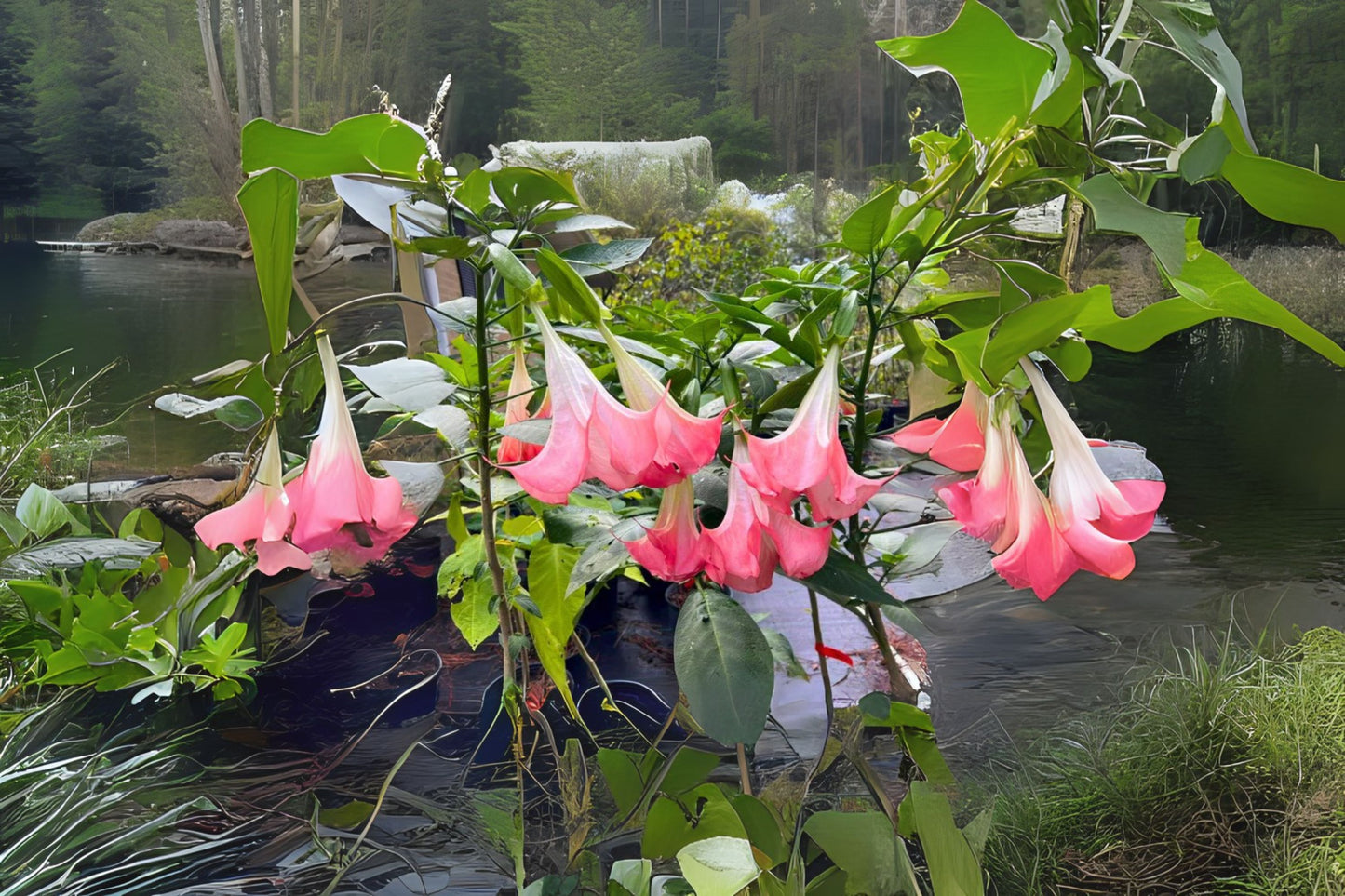 Brugmansia Live Plant - Butterfly Pink Angel Trumpet - Fragrant Bloom - Starter Size - Brugmansia spp. - Tropical Garden Plant