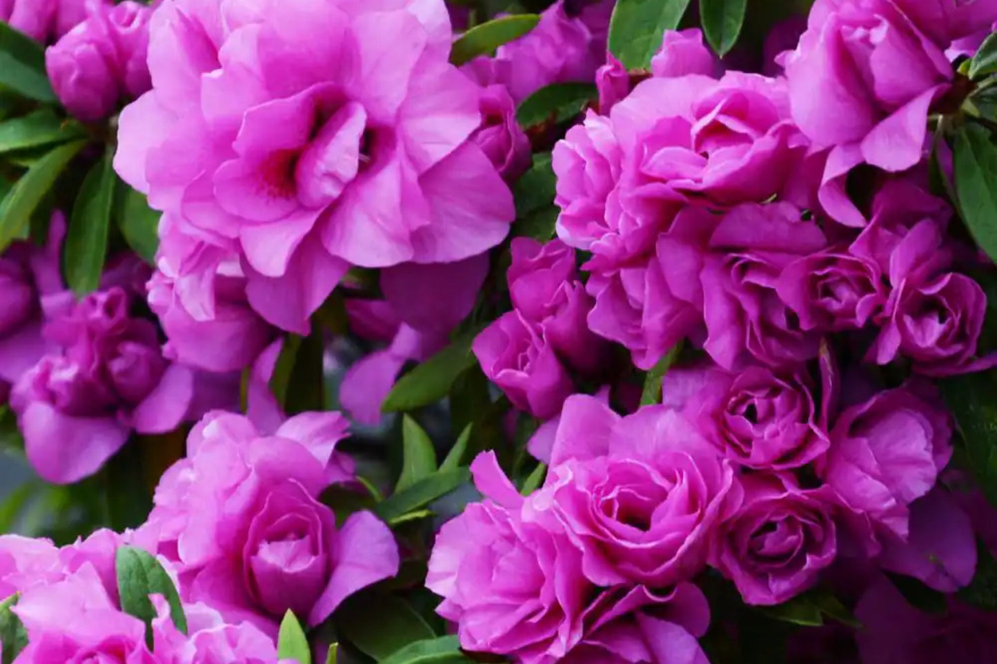 Amelia Rose Azalea Rhododendron | Deciduous Starter Plant