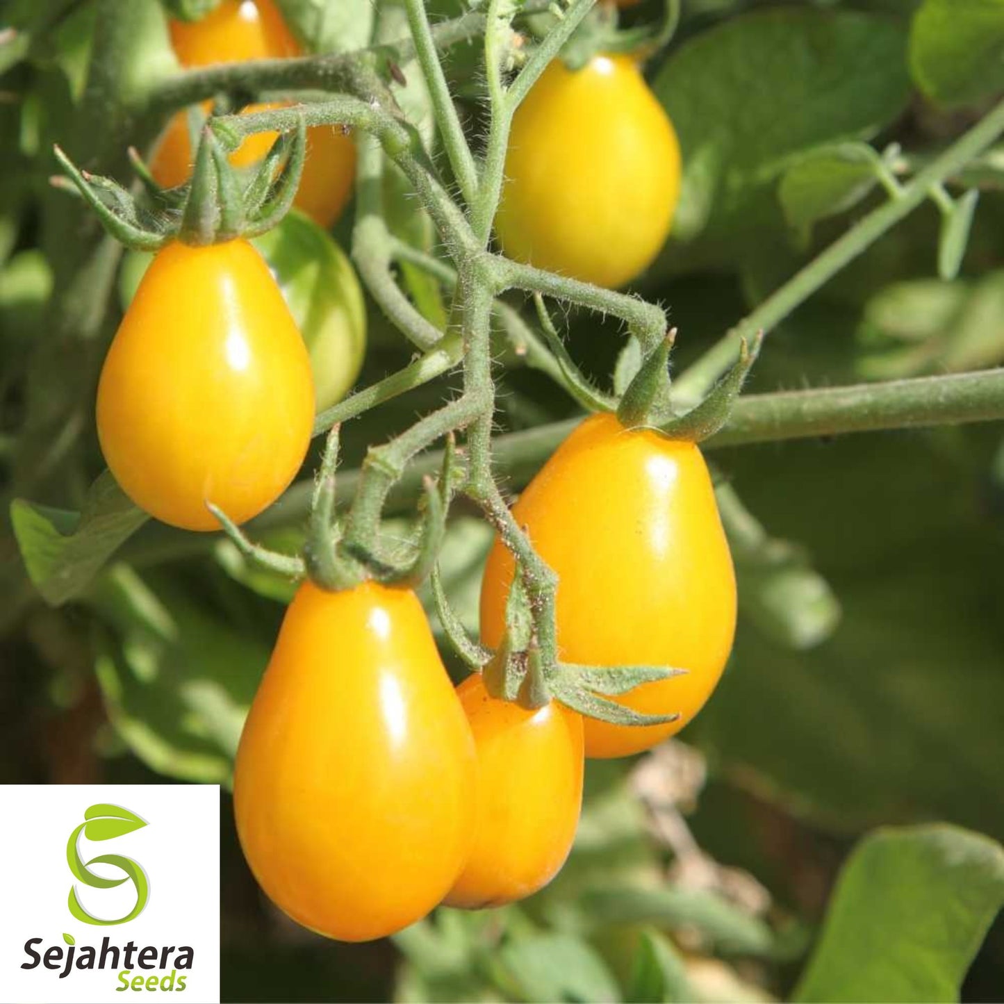 30 Yellow Pear Tomato Seeds - Non-GMO, Sweet & Vibrant Heirloom Variety