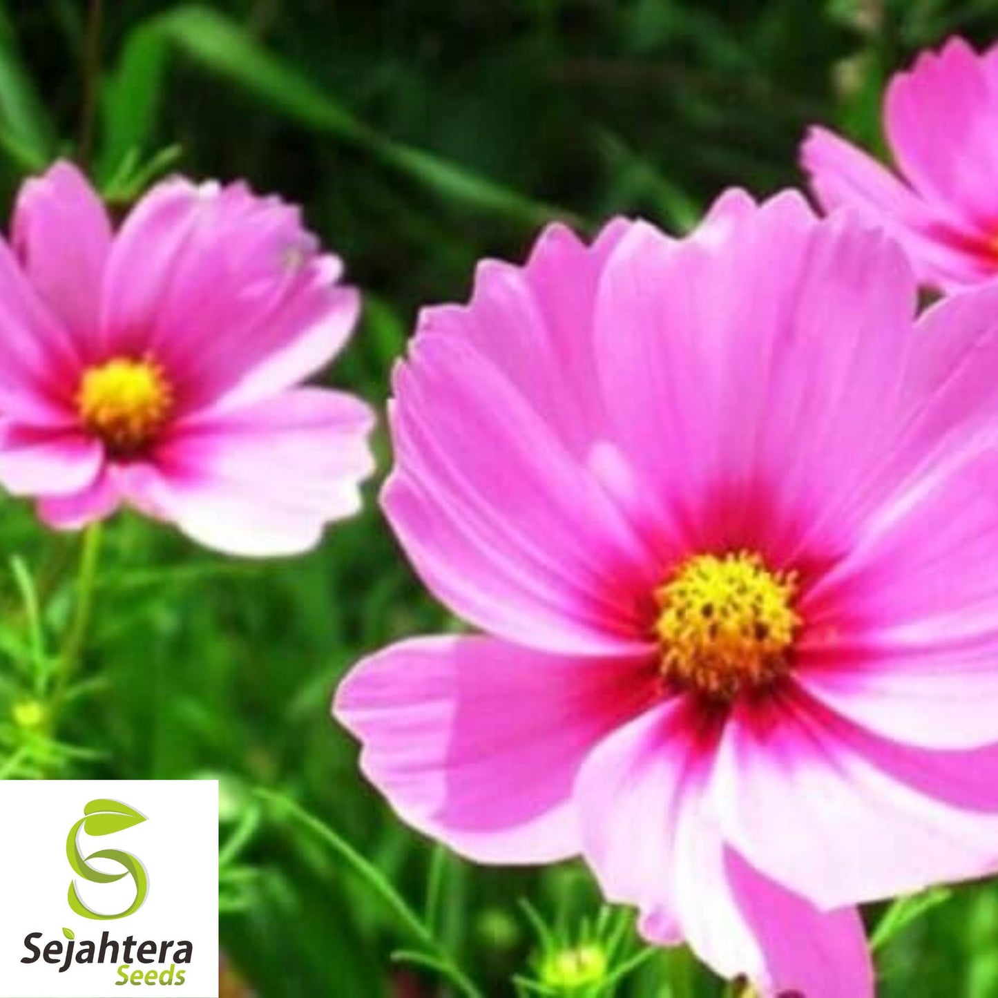 100 Cosmos Radiance Flower Seeds - Cosmos Bipinnatus, Vibrant Cut Flowers