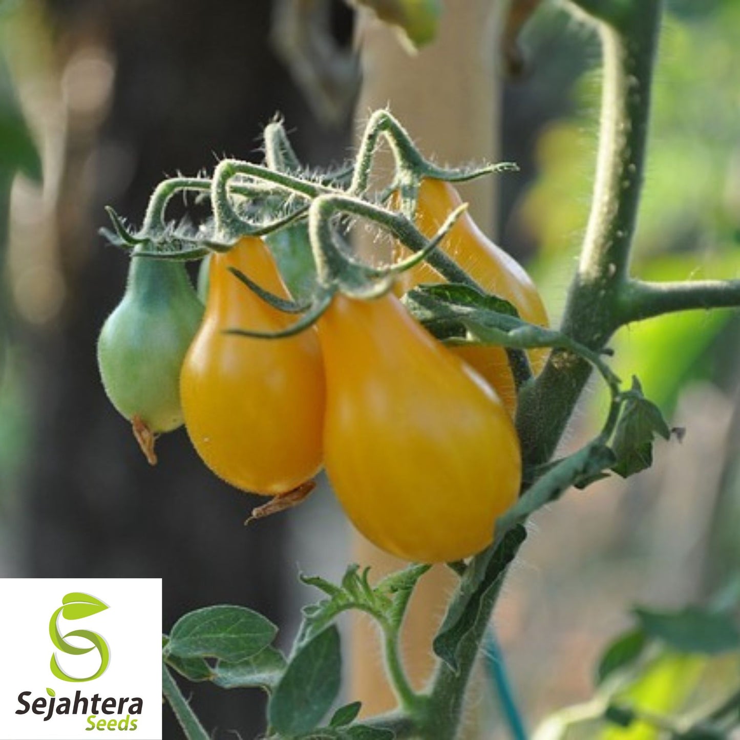30 Yellow Pear Tomato Seeds - Non-GMO, Sweet & Vibrant Heirloom Variety