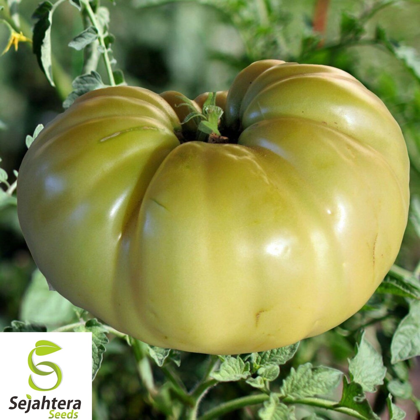 30+ Great White Tomato Seeds - Heirloom, Organic, Rare, Sweet & Juicy Beefsteak