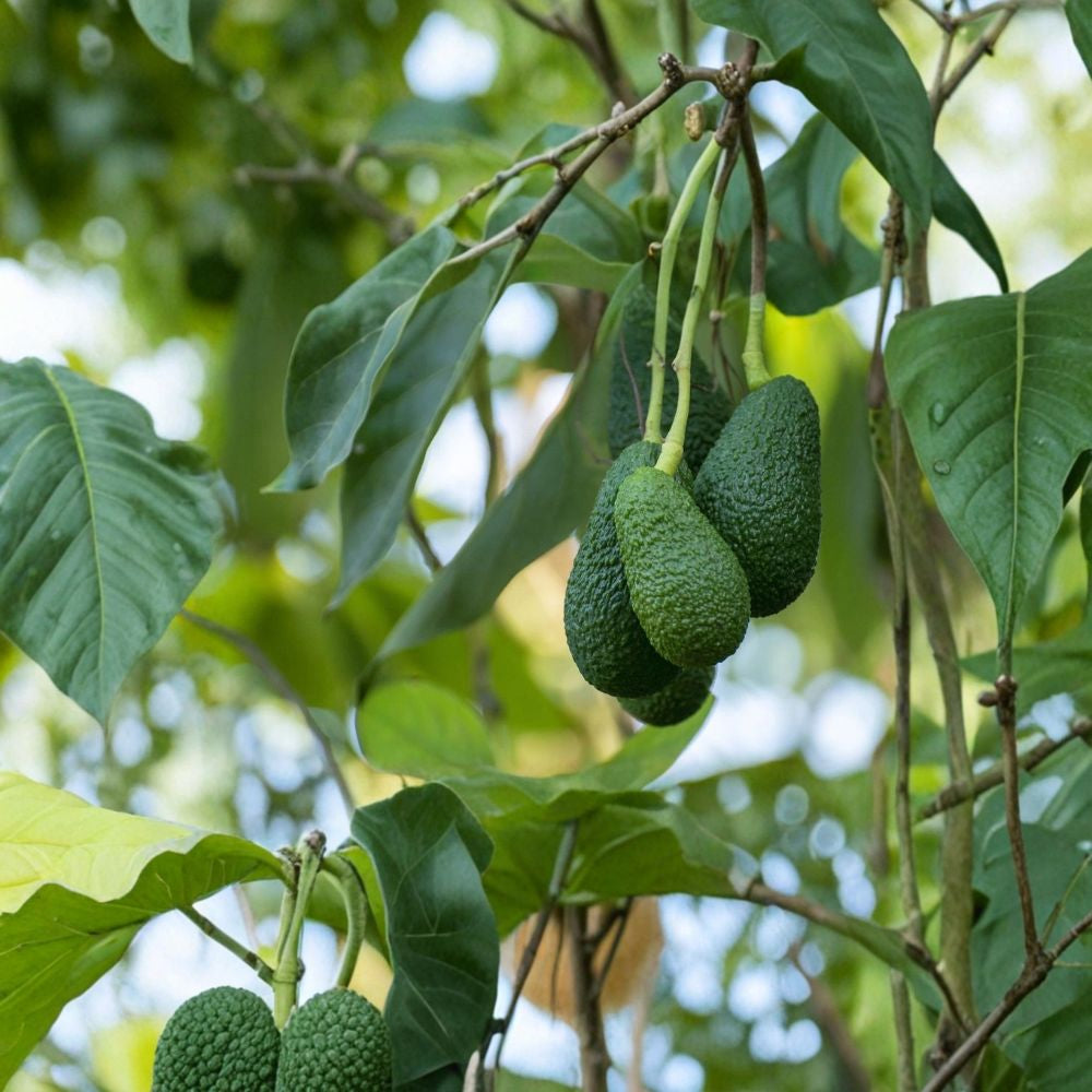 Avocado Tree Seedling – Persea americana Live Plant | 15 Inches Tall | Ships in Pot Trimmed Starter Tree | Tropical Fruit Plant | Ready to Grow