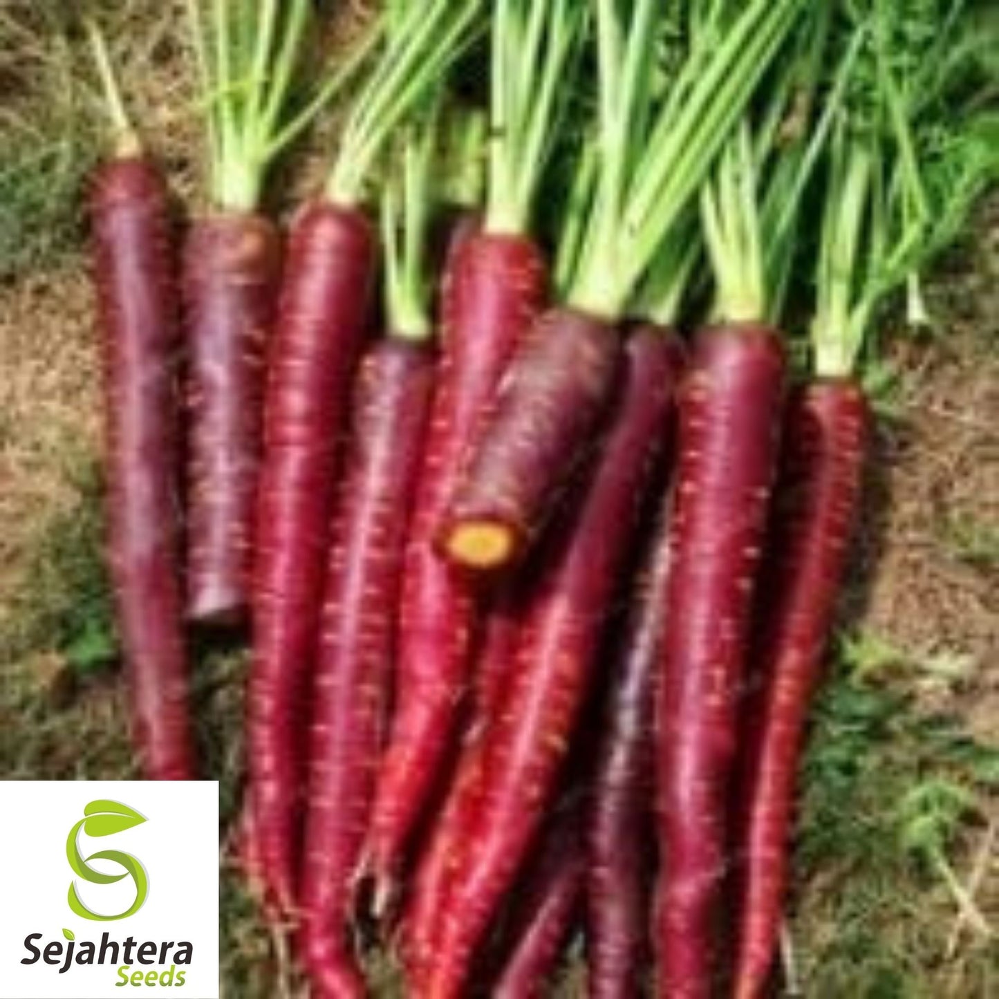 Cosmic Purple Carrot Seeds 500+ | NON-GMO Heirloom Vegetable Garden USA