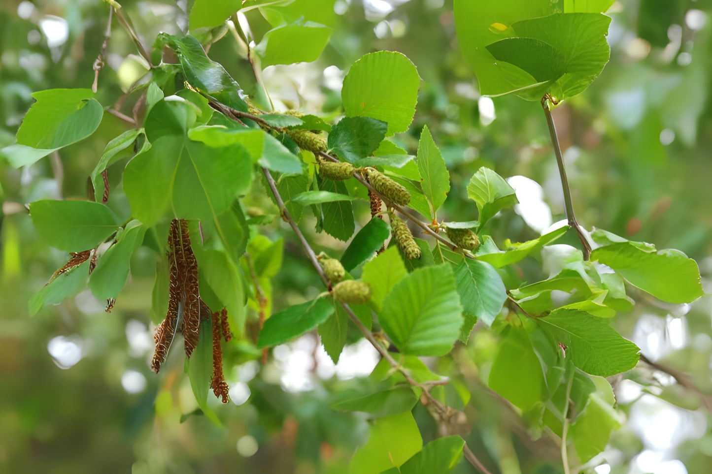 River Water Birch (Betula nigra Northern)
