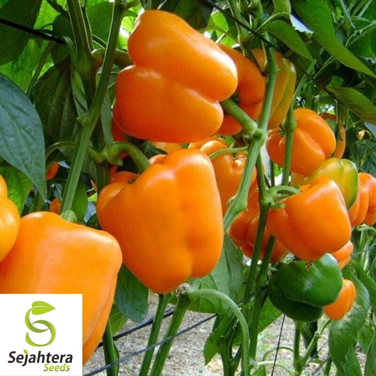 Coral Bell Orange Sweet Pepper Seeds 30+ | NON-GMO Vegetable Garden USA