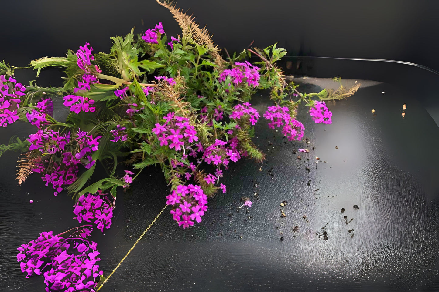 Lacy Pink Verbena Plant, 4 Inch Pot, Heirloom Low-Growing Perennial, Verbena canadensis, Attracts Pollinators