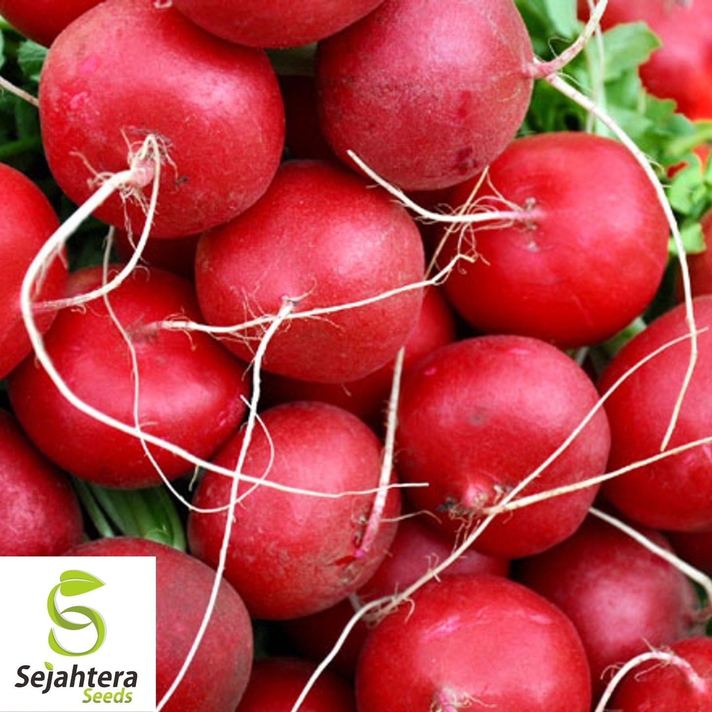 Champion Radish Seeds 250 Ct | Heirloom Vegetable Garden NON-GMO USA