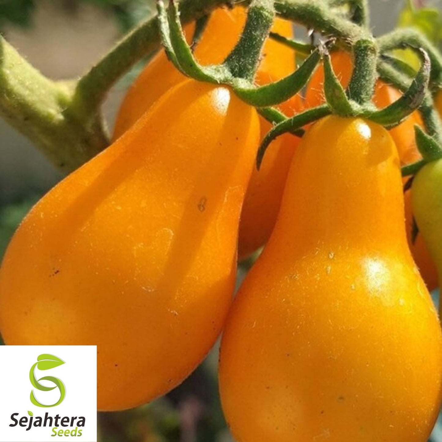 30 Yellow Pear Tomato Seeds - Non-GMO, Sweet & Vibrant Heirloom Variety