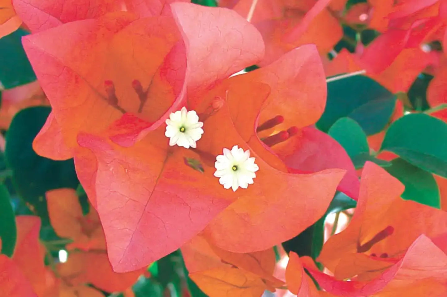 Afterglow Bougainvillea | Small Well-Rooted Starter Plant