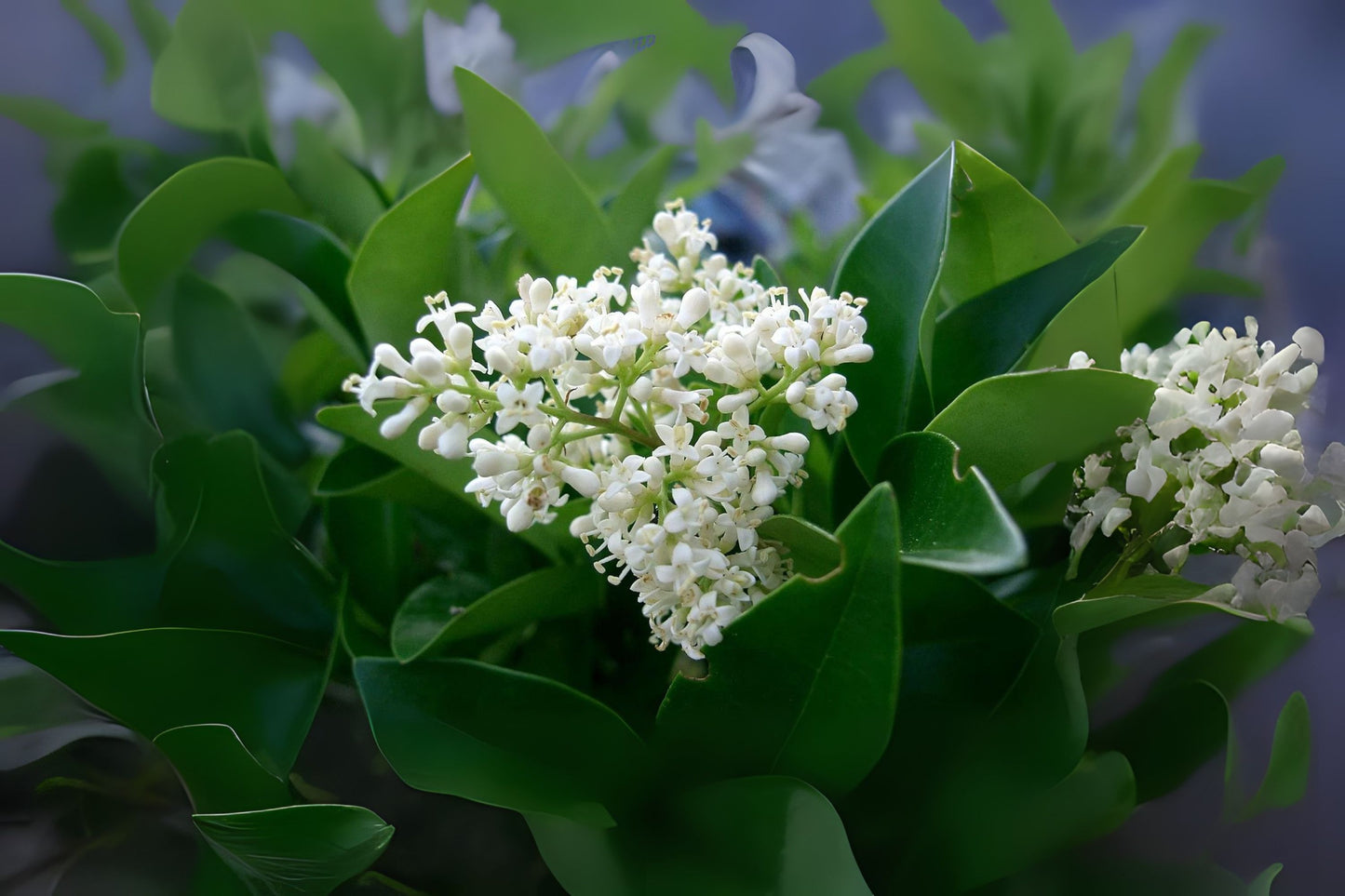Japanese Privet (Ligustrum japonicum)