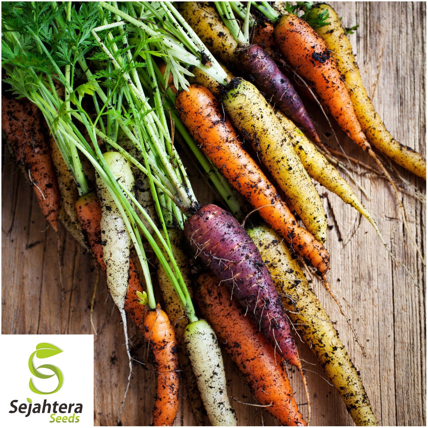 300 Rainbow Carrot Seeds - Non-GMO, Colorful & Sweet Variety