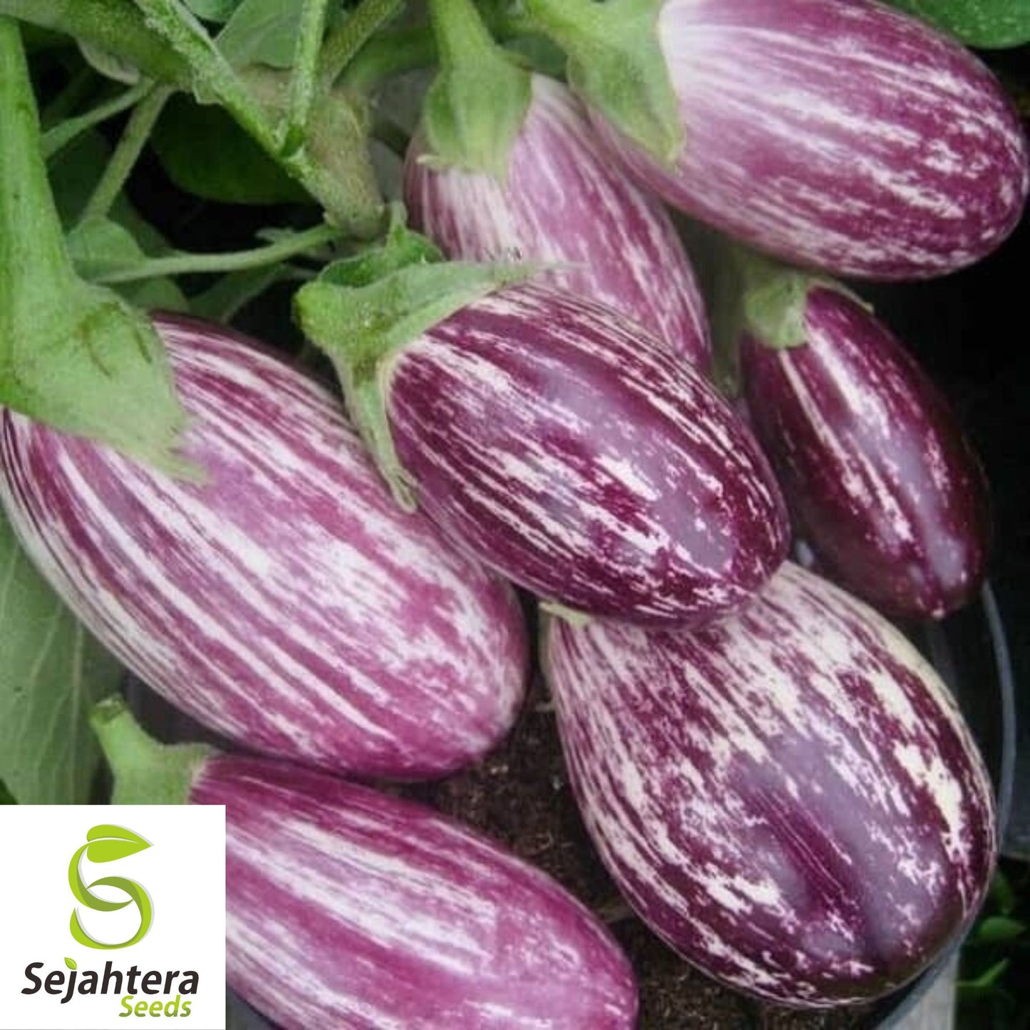 50+ Pandora Striped Rose Eggplant Seeds - Heirloom, Non-GMO & Unique Variety