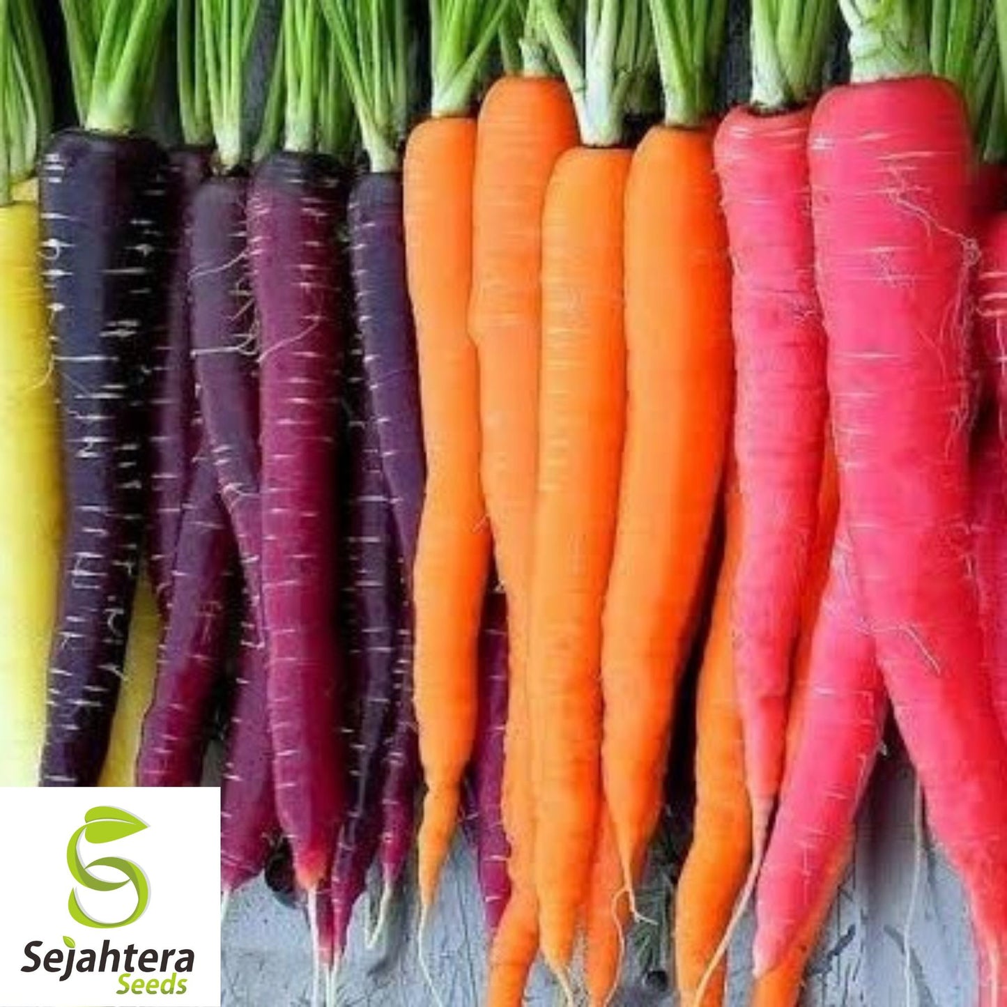 300 Rainbow Carrot Seeds - Non-GMO, Colorful & Sweet Variety