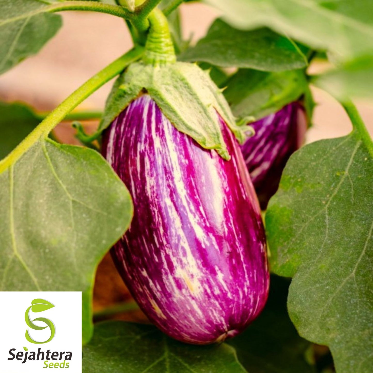 50+ Pandora Striped Rose Eggplant Seeds - Heirloom, Non-GMO & Unique Variety