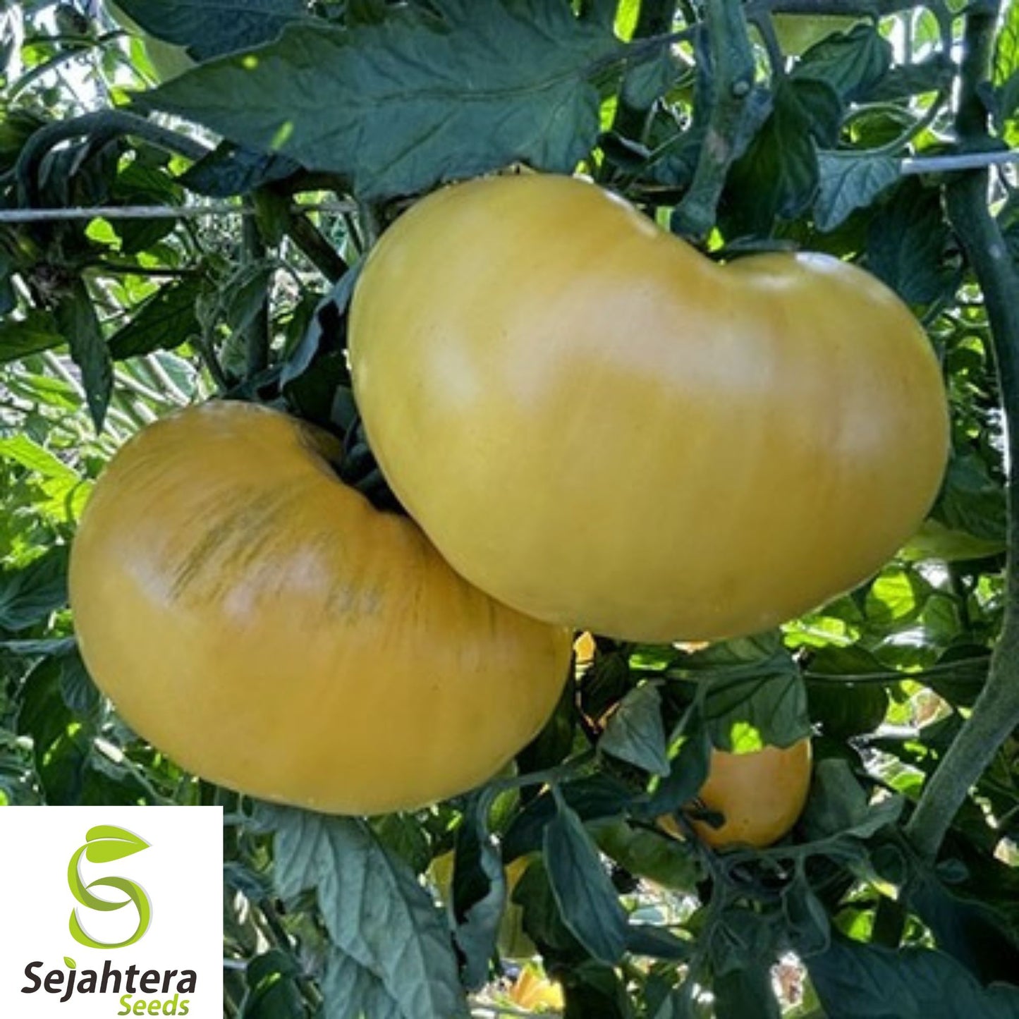 30+ Great White Tomato Seeds - Heirloom, Organic, Rare, Sweet & Juicy Beefsteak