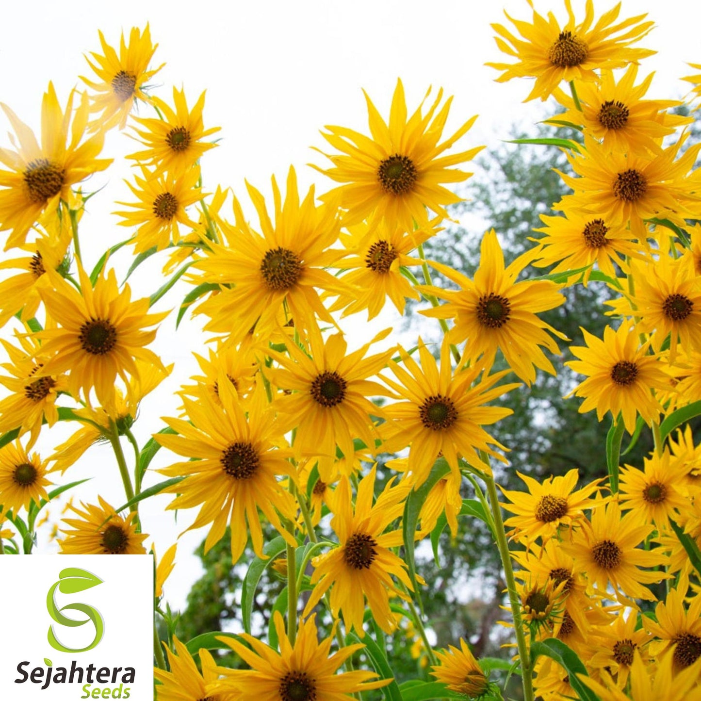 50+ Maximilian Sunflower Seeds - Heirloom, Non-GMO, Perennial, Tall & Pollinator-Friendly