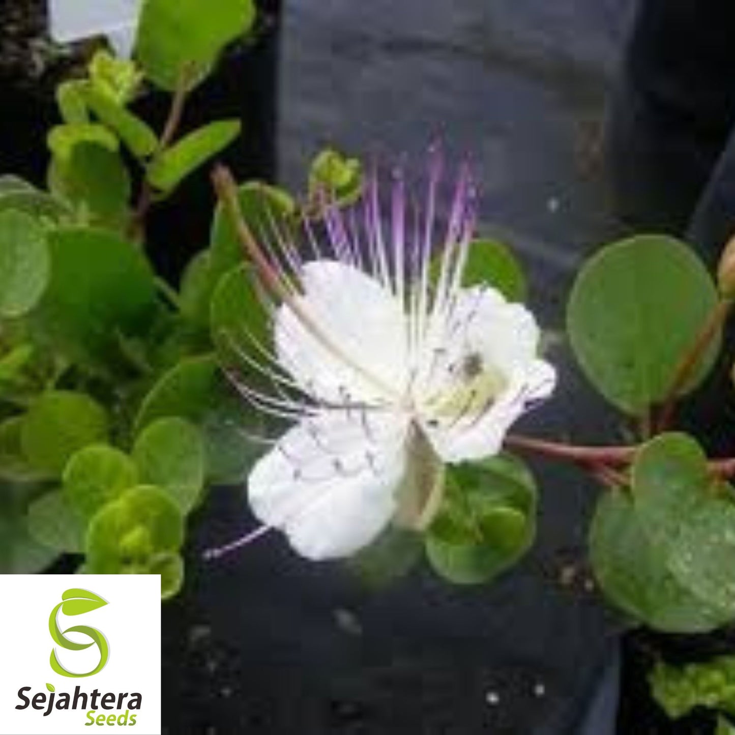 25+ Caper Bush Seeds - Capparis Spinosa, Edible Buds, Drought-Tolerant, Non-GMO