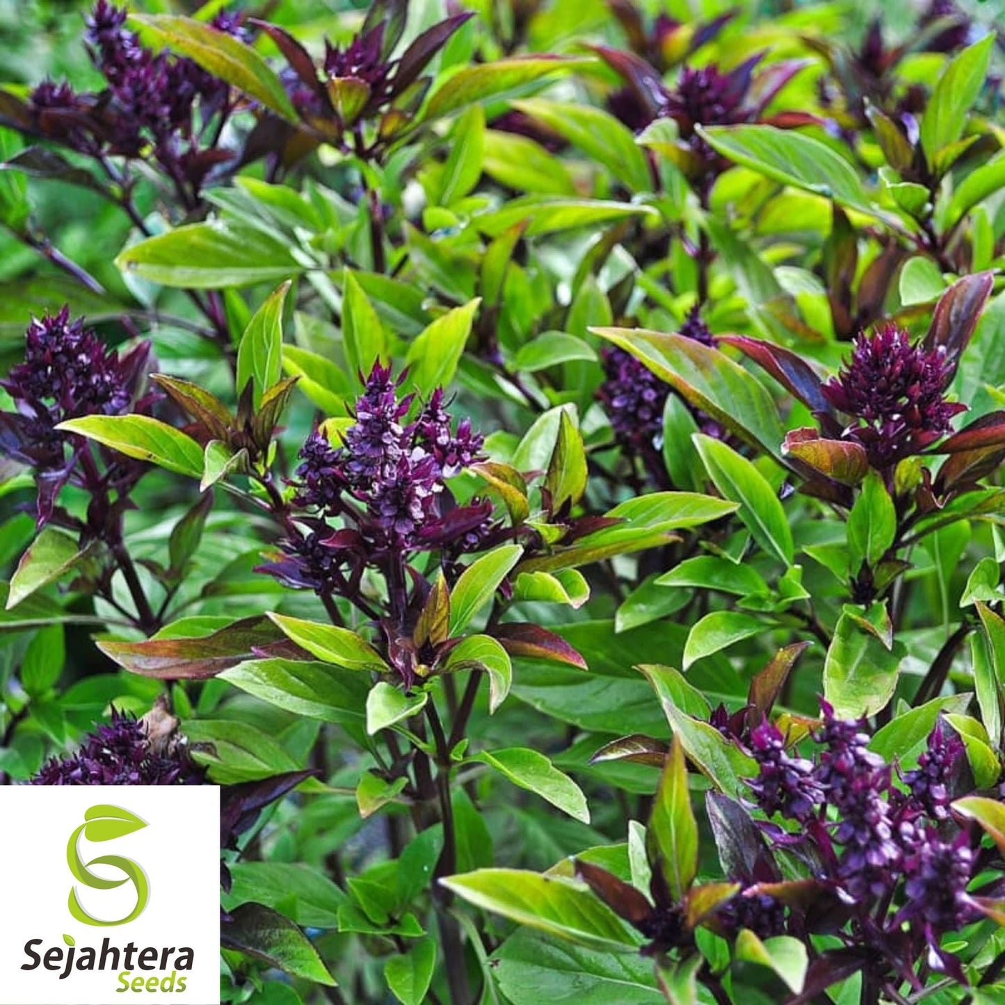 Thai Basil Purple Seeds {Ocimum basilicum} Heirloom NON-GMO 450+ Seeds