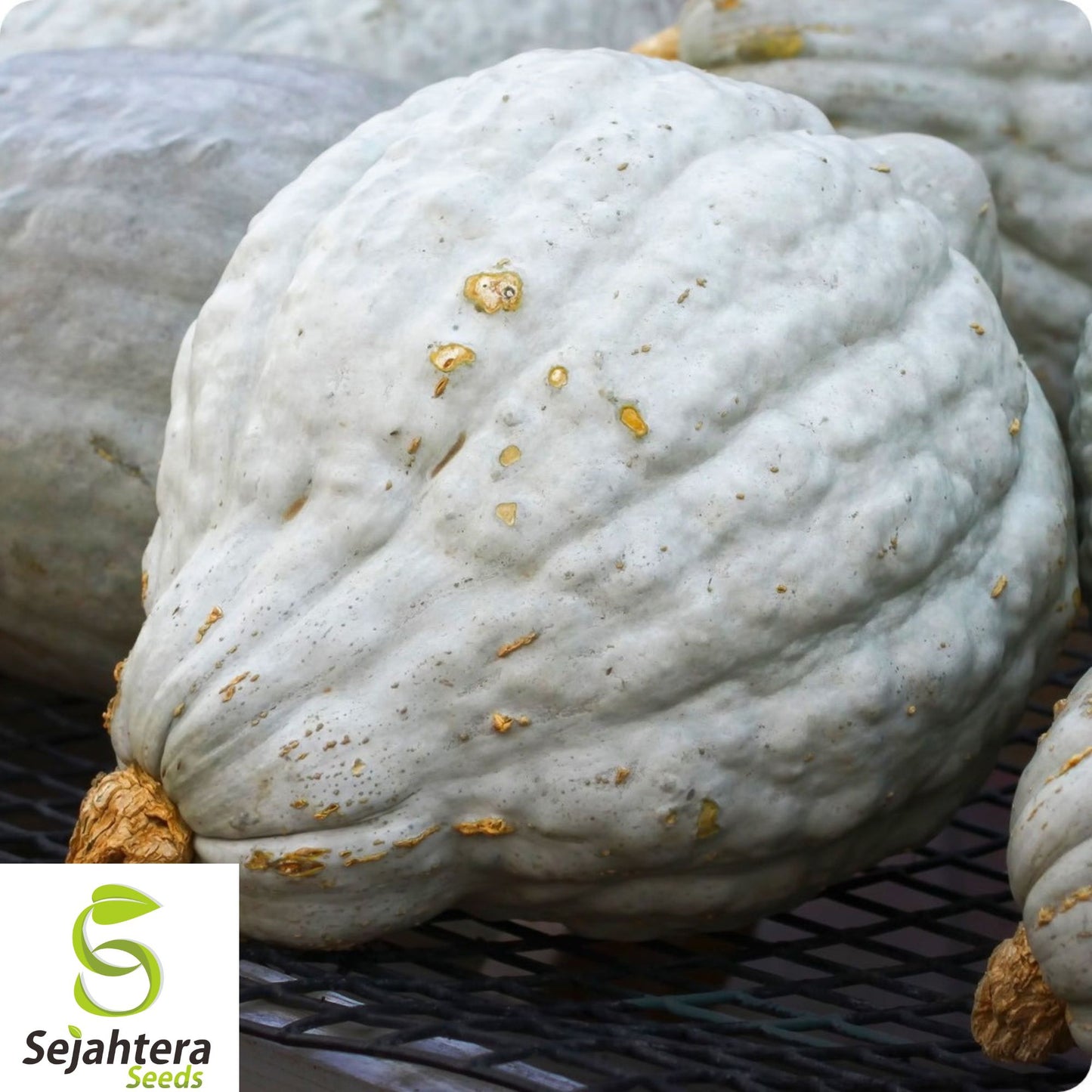 10+ Giant Blue Hubbard Squash Seeds - Heirloom, Non-GMO, Rare & Sweet Variety