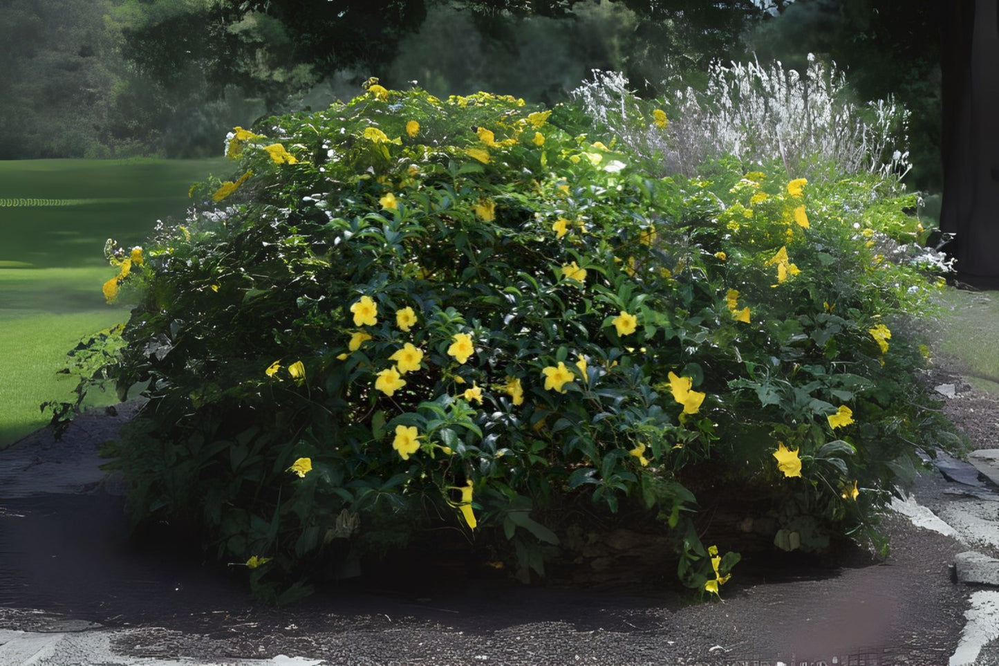Mandavilla Vine Plant Starter 4 Inch Pot, Yellow Wild Allamanda, Pentalinon luteum, Drought Tolerant, Easy Care Garden Plant