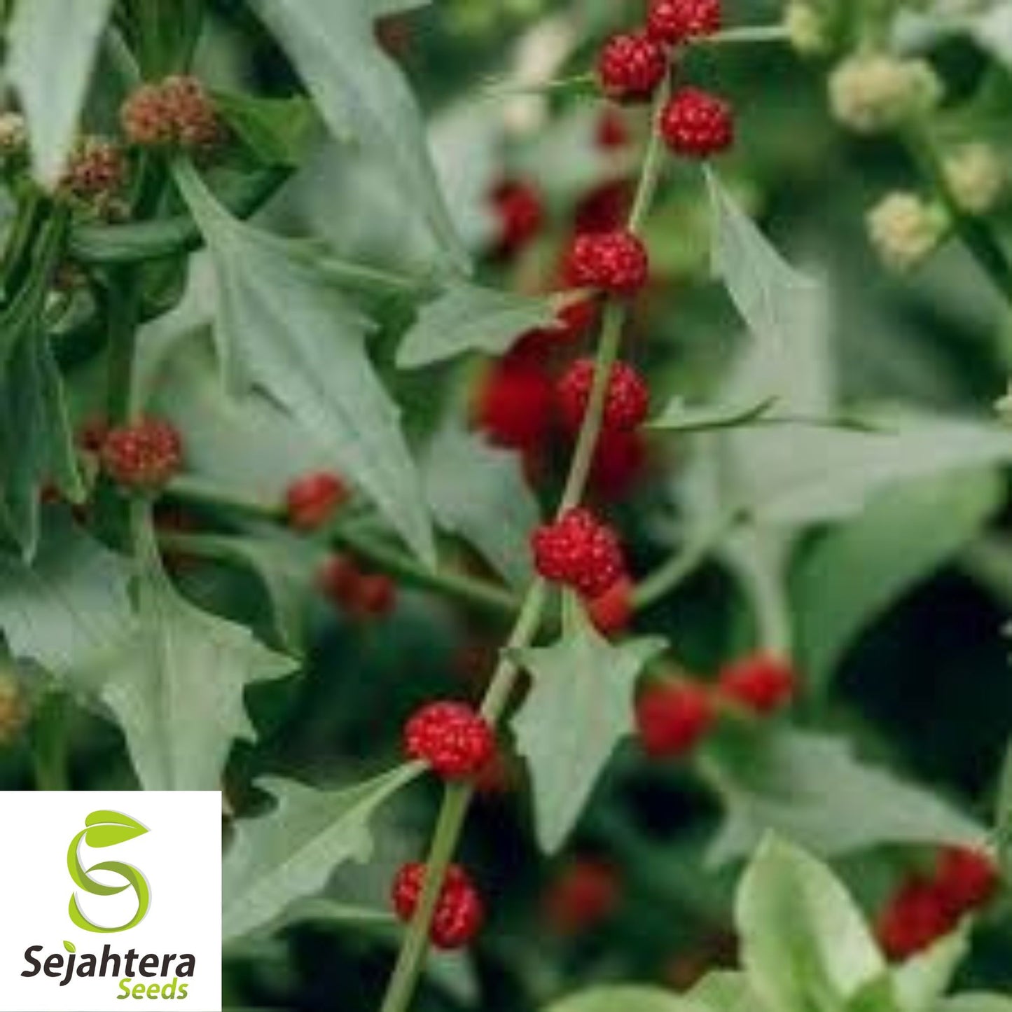 Strawberry Spinach Stick Seeds {Chenopodium foliosum} 150 Seeds