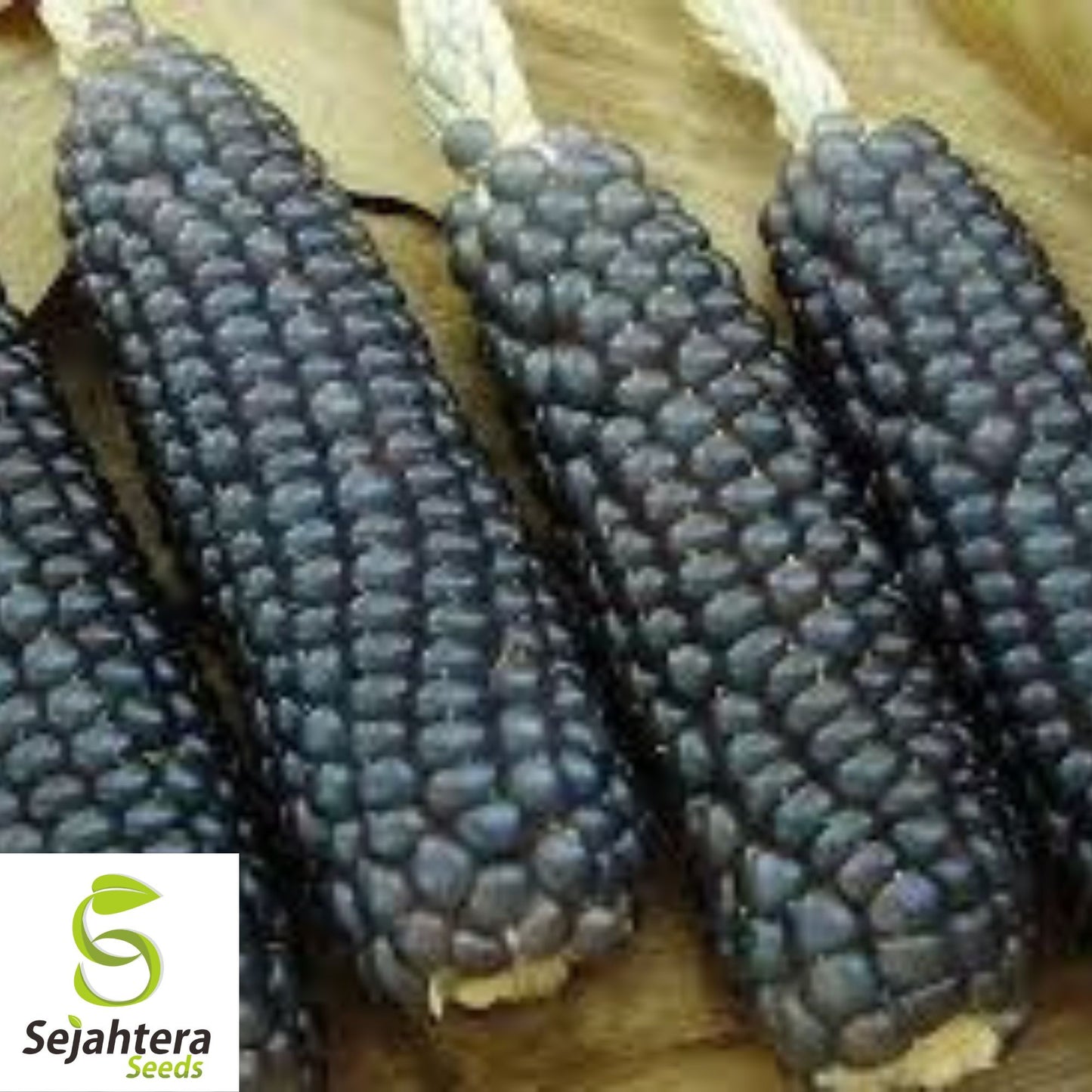 Hopi Blue Corn Seeds - 120+ Heirloom, Non-GMO, Organic & Rare Native Variety