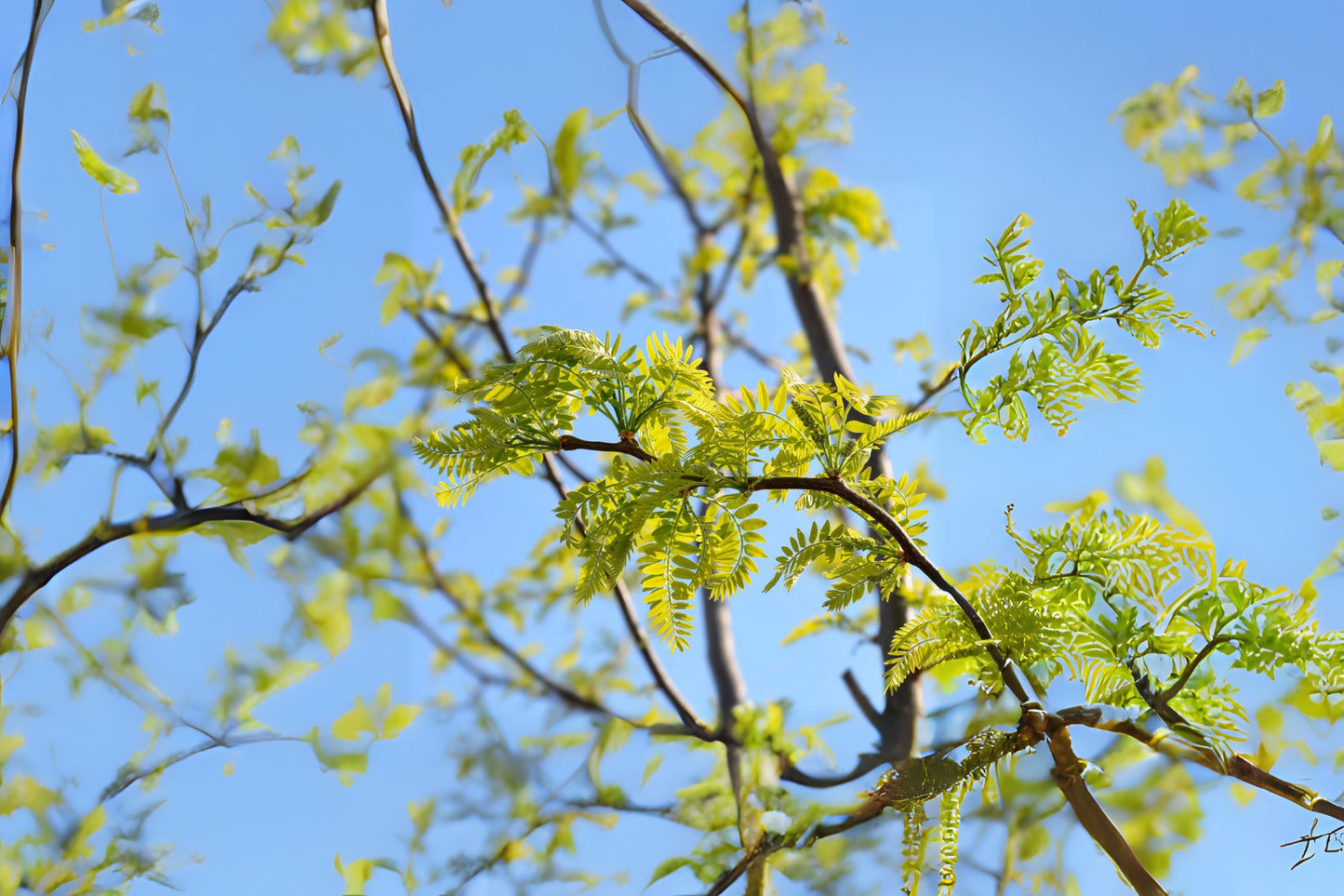 Thornless Honey Locust (Gleditsia triacanthos 'Inermis')