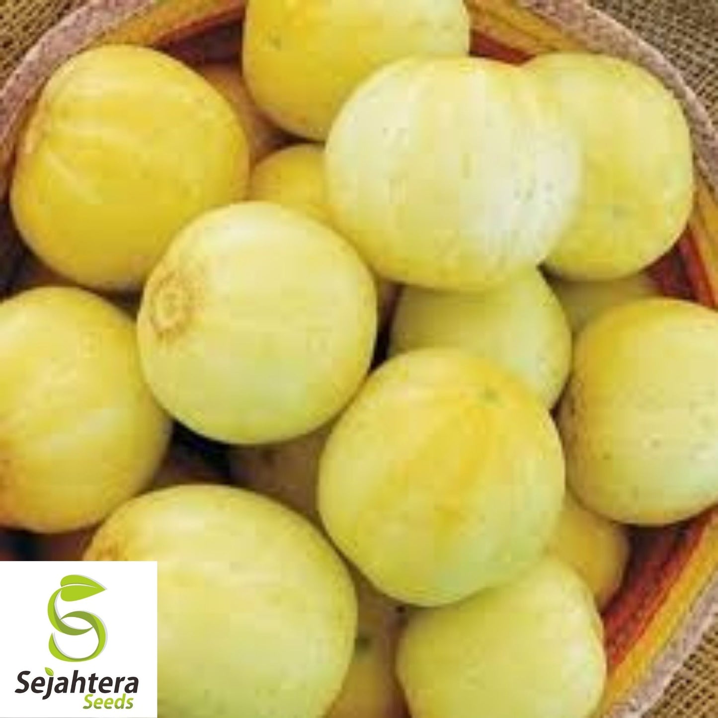 Lemon Cucumber Seeds 60+ | Heirloom Vegetable Garden NON-GMO USA